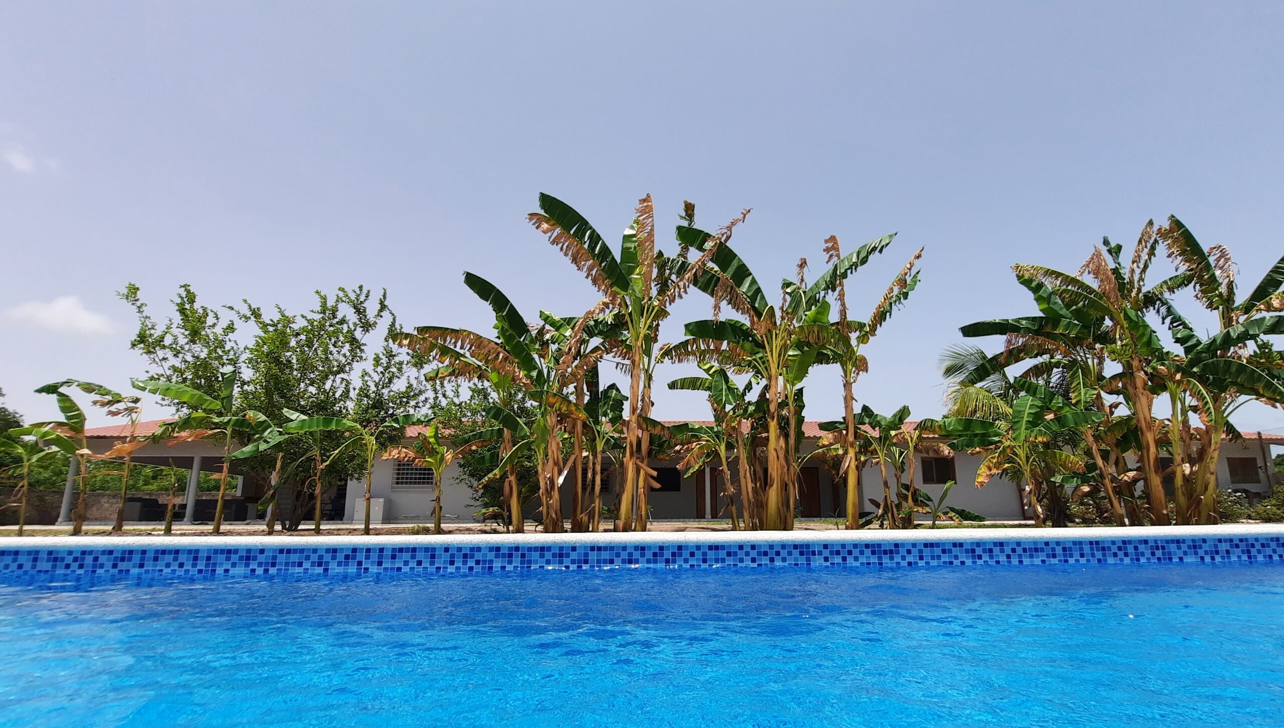 Prachtig zicht op B&B Chez Nous Chez Vous en de tuin met bananenbomen vanuit het zwembad